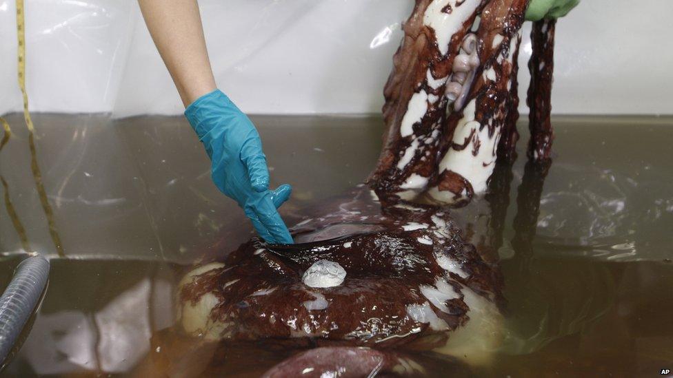 Giant squid