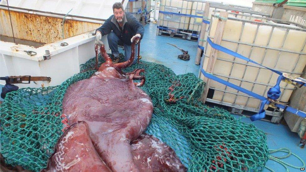 Giant squid