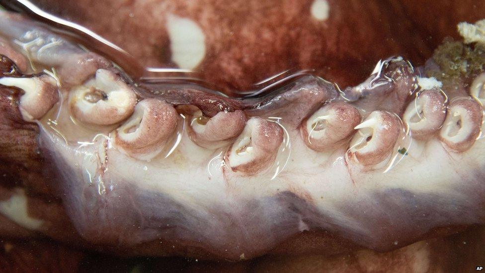 Giant squid