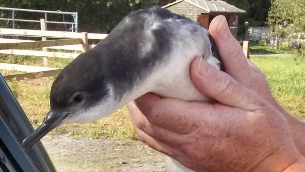 Manx shearwater