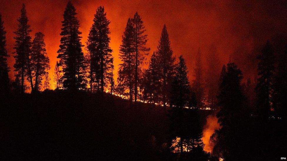 Wildfires surrounding trees