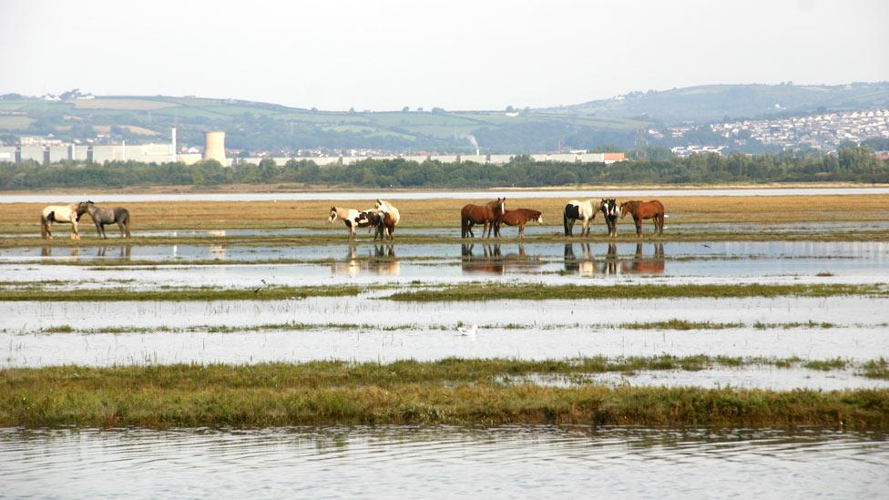 Ponies at Penclawdd