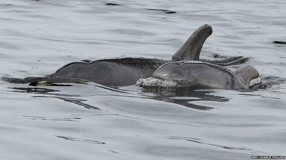 Adult dolphin and baby