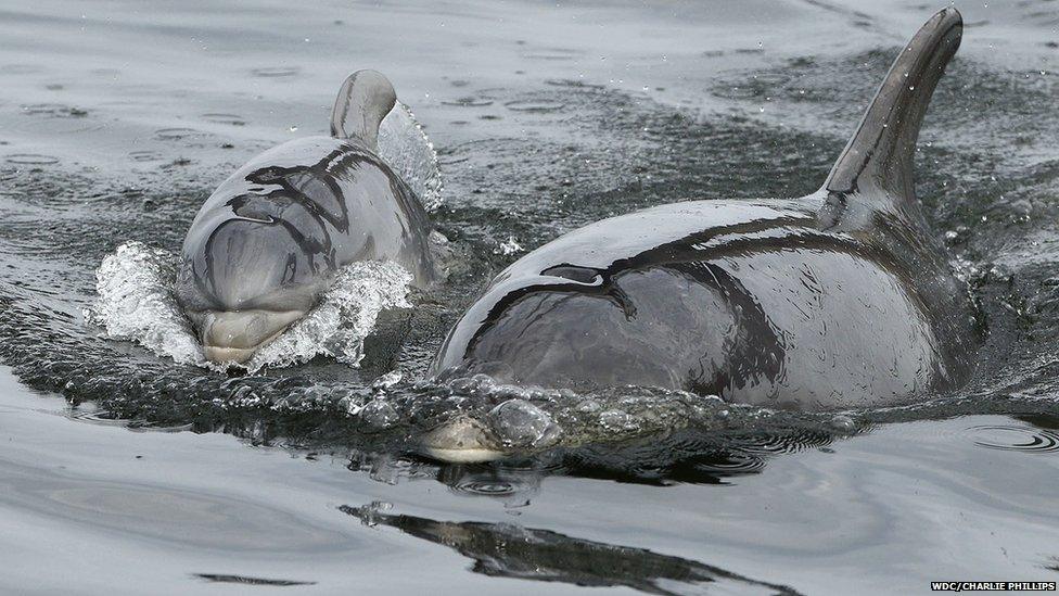 Adult dolphin and baby