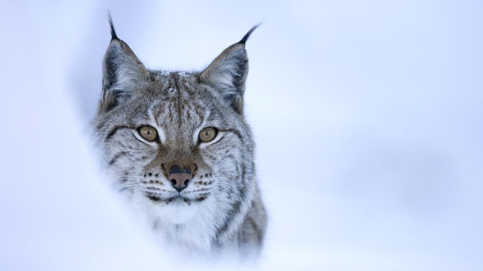 Lynx