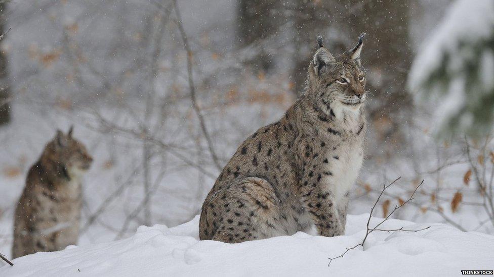 Lynx