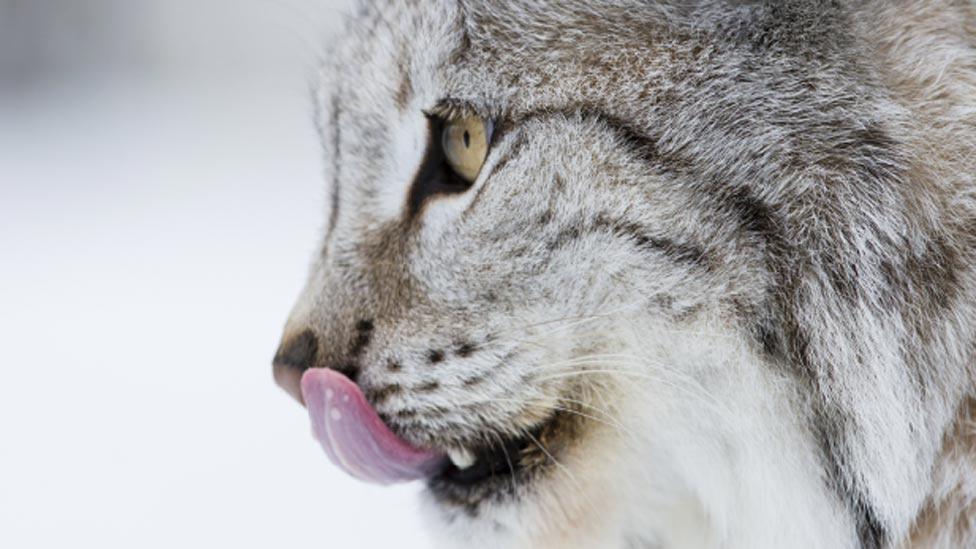 Eurasian lynx