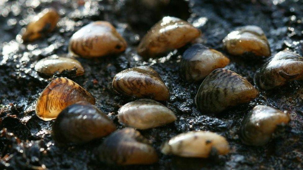 Quagga mussels