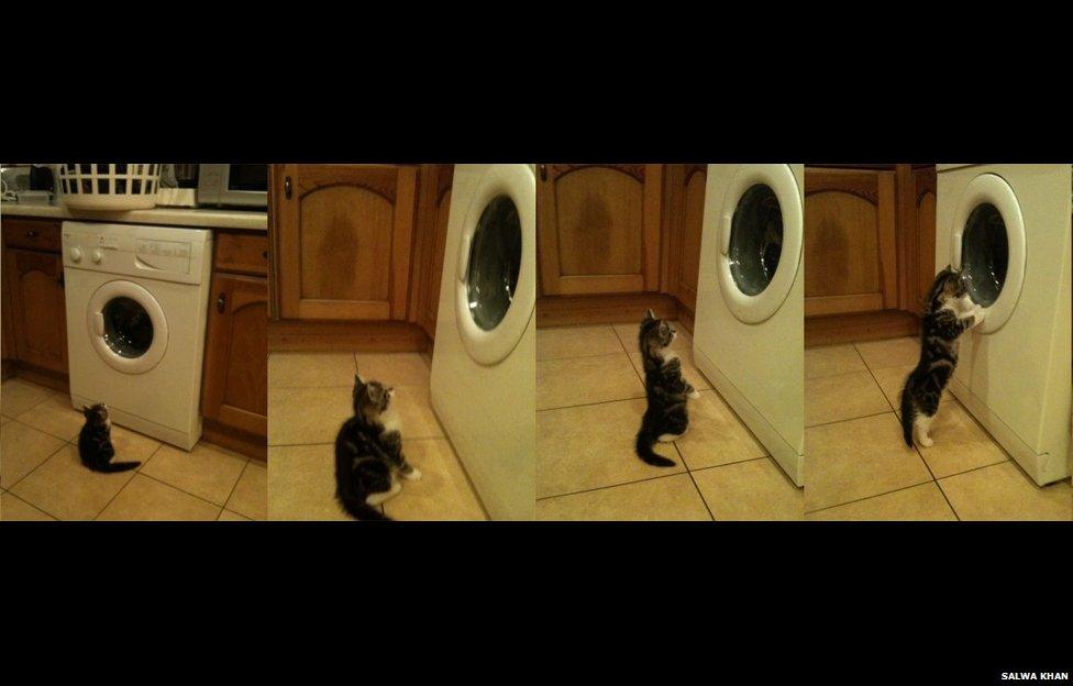 Cat watching a washing machine