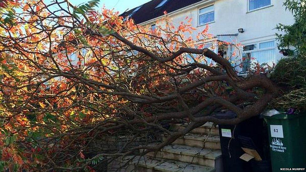 A fallen tree in front of a house.