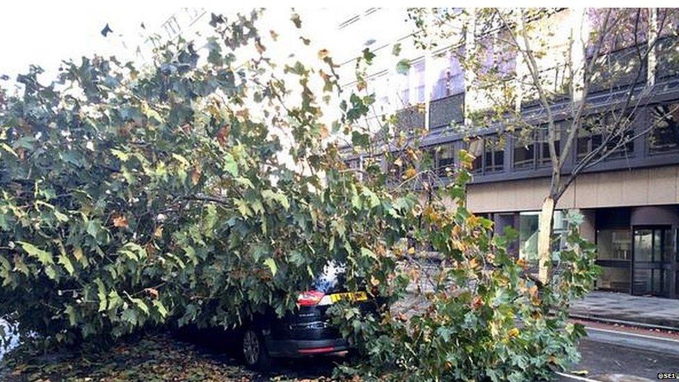 Car submerged by fallen tree.