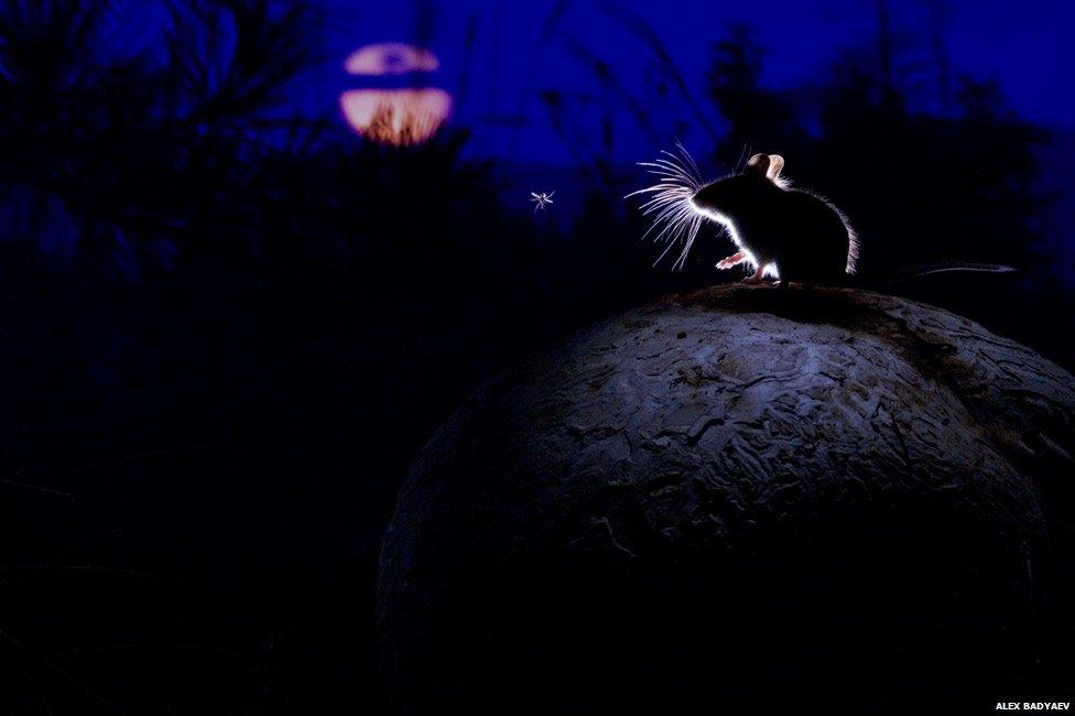 Mouse on a mushroom