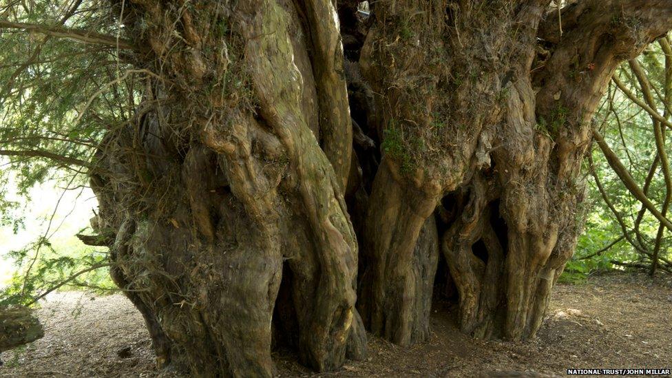 Ankerwycke Yew, Runnymede, Berkshire