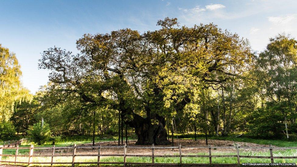 Major Oak, Sherwood Forest, Nottinghamshire