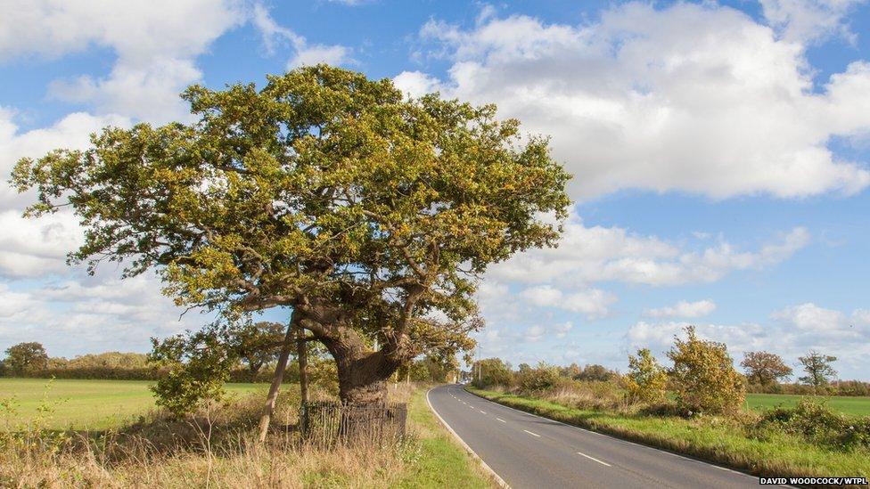 Kett’s Oak, Norfolk