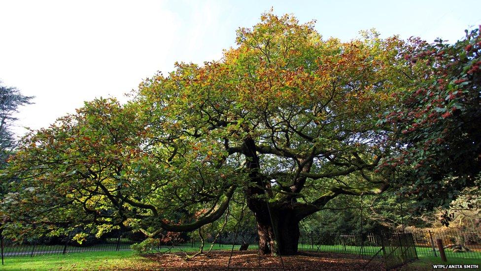 Allerton Oak, Liverpool