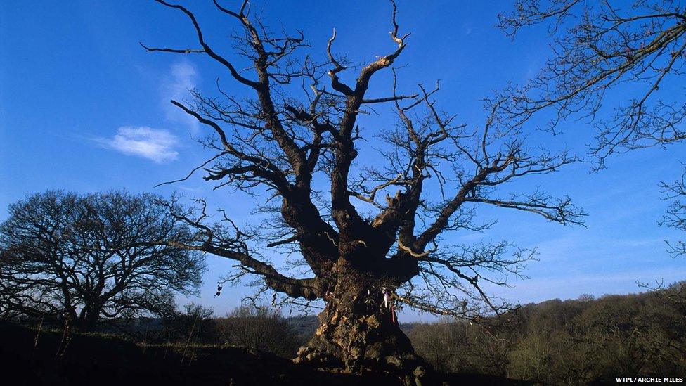 Whiteleaved Oak, Herefordshire