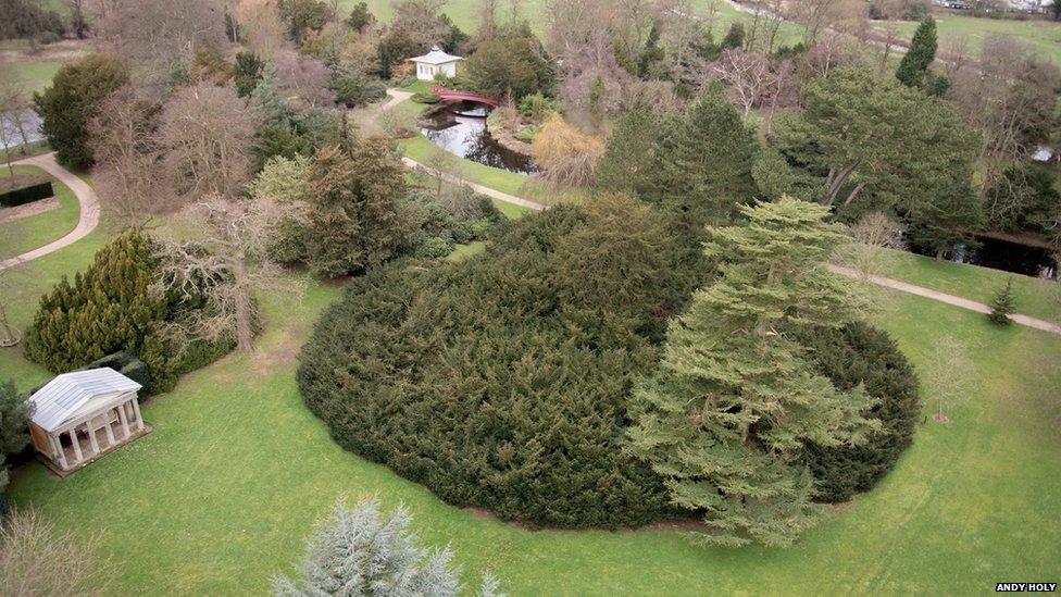 Shugborough Yew, Staffordshire