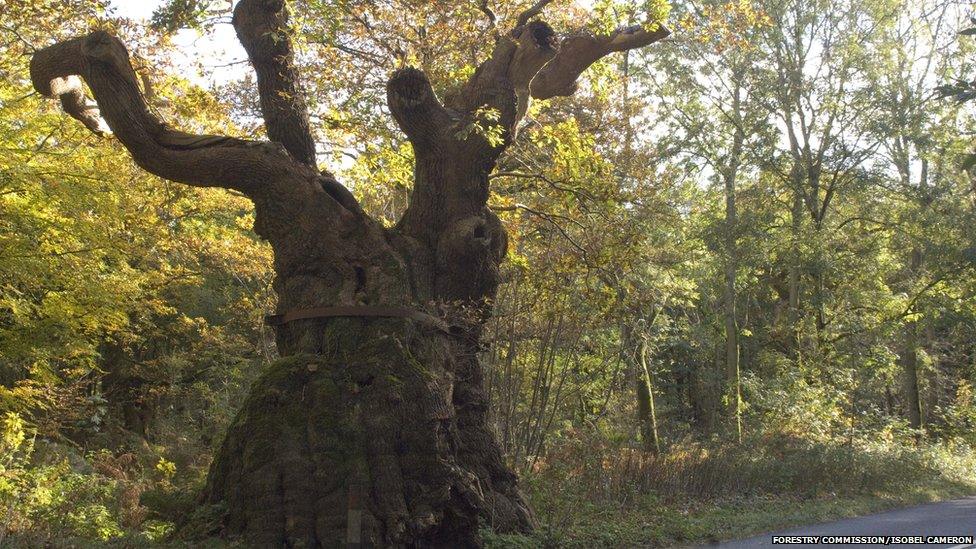 Big Bellied Oak, Savernake Forest, Wiltshire