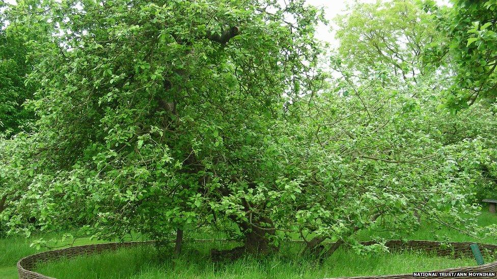 Newton’s Apple Tree, Lincolnshire