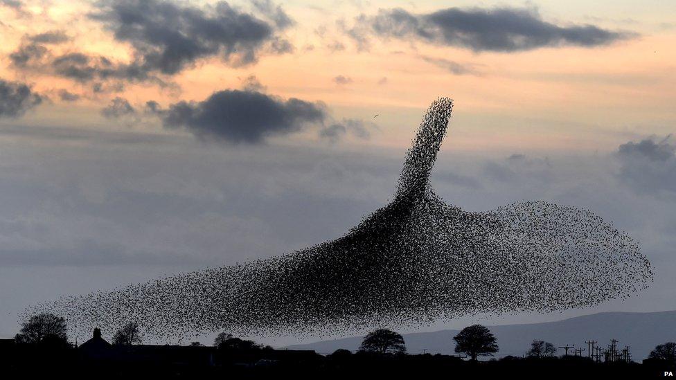 Starlings