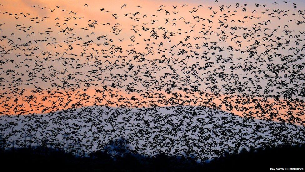 Starlings