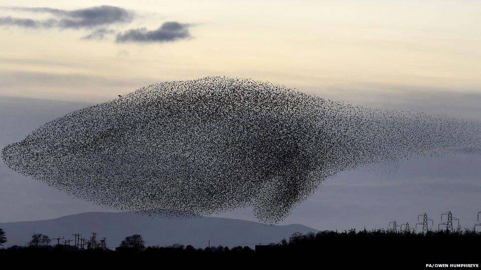 Starlings