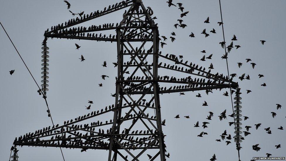 Starlings