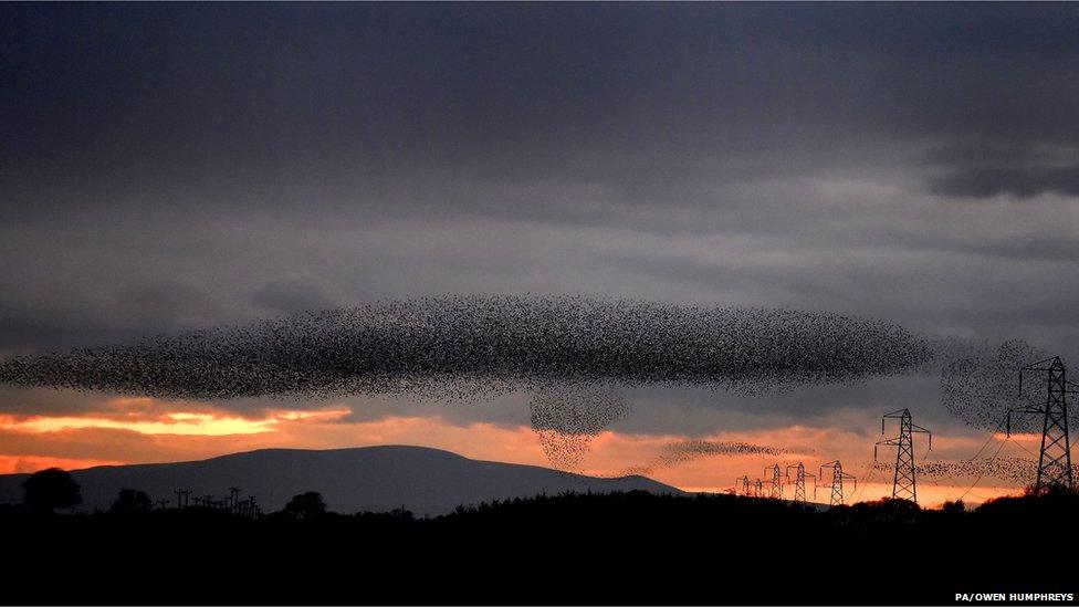 Starlings