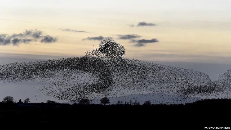 Starlings