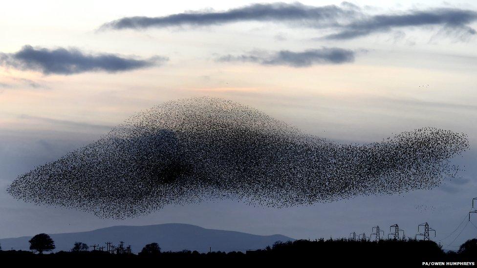 Starlings