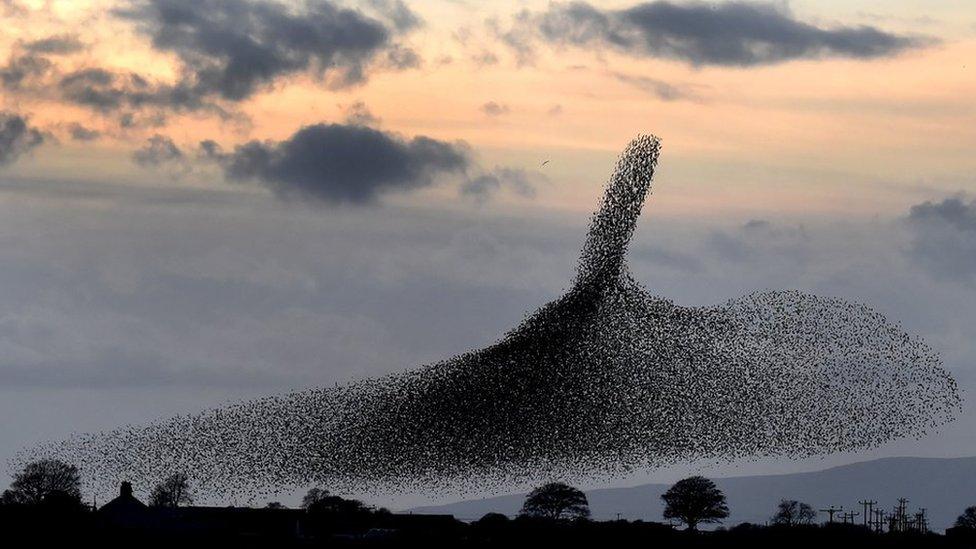 Starlings