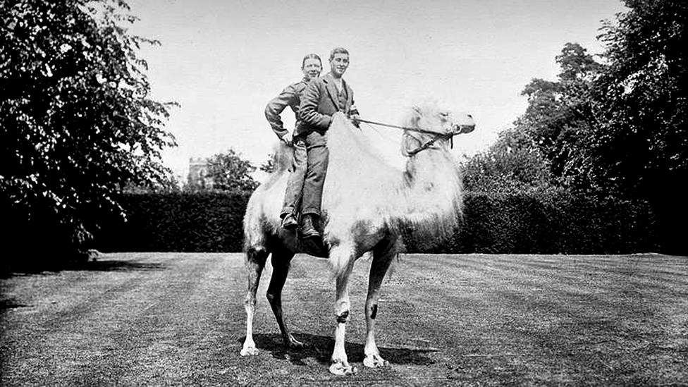 Convalescing soldiers on a camel near Wrest Park, Bedfordshire, in WW1