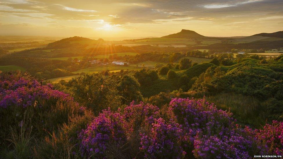 Heather in Bloom