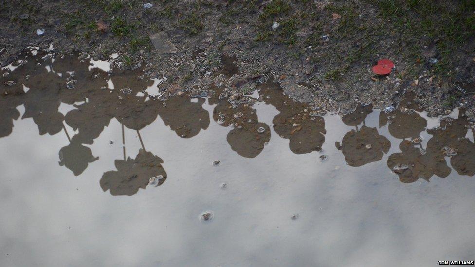 Tower Hill poppies reflected in a puddle.