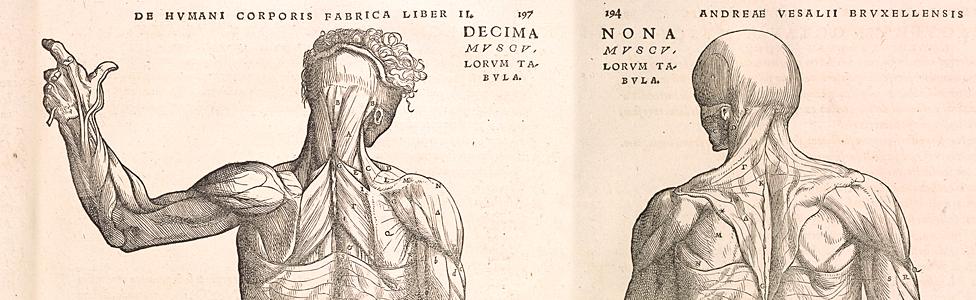 Wood cut prints from the Fabrica - 16th Century medical book by Andreas Vesalius