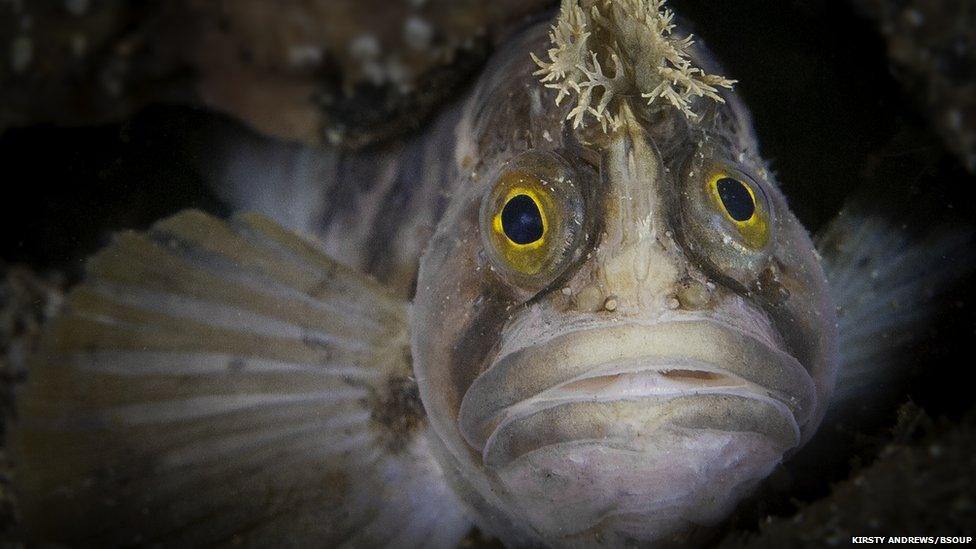 Yarrell's blenny