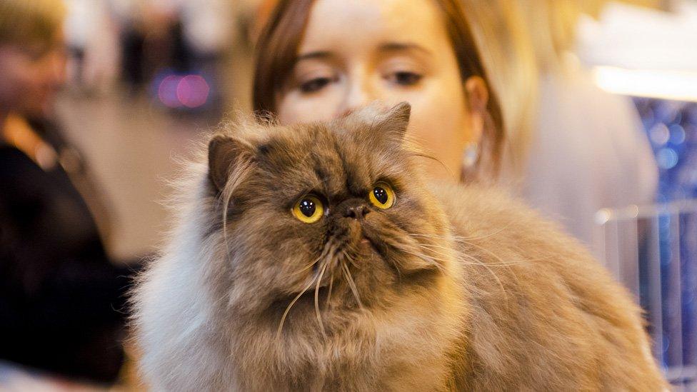 Disaronno at Supreme Cat Show