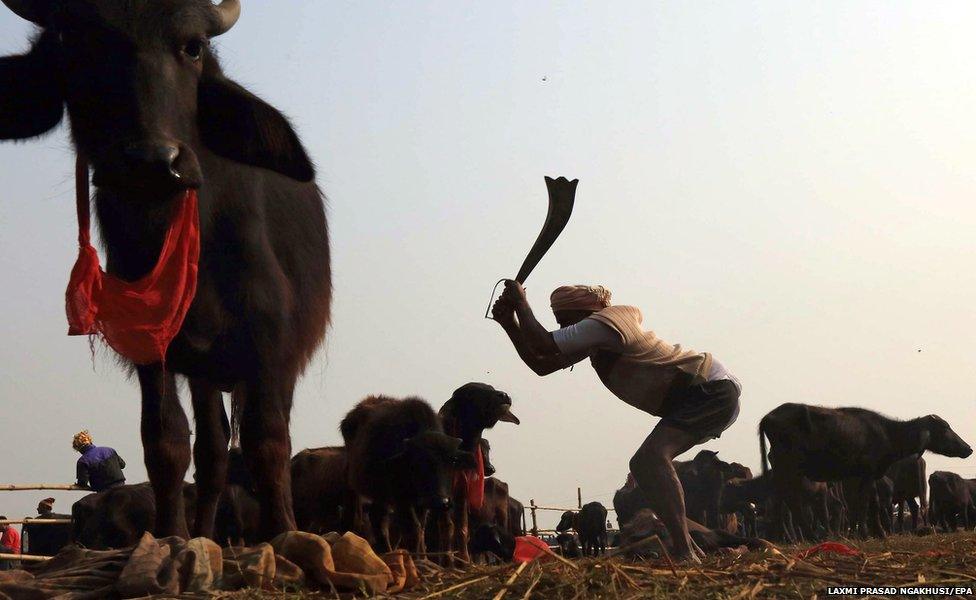 A Hindu worshipper slaughters buffalo at the Gadhimai festival in Nepal