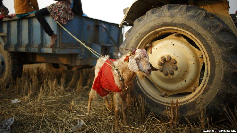 A goat brought to a Hindu festival for sacrifice waits by a tractor