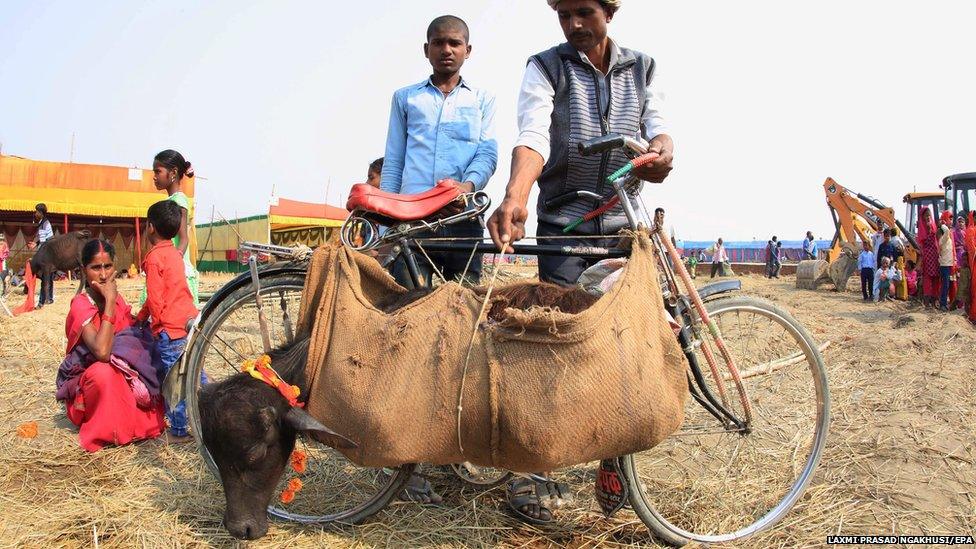 A buffalo being carried in a rice sack at a Hindu festival in Nepal