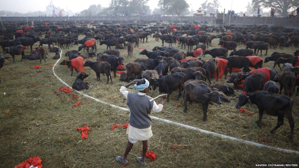 A herder watches over buffalo at a Hindu festival in Nepal