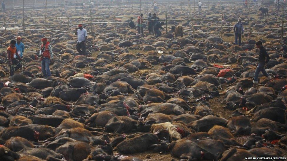 Buffalo slaughtered in a Hindu festival are strewn across the ground in Nepal