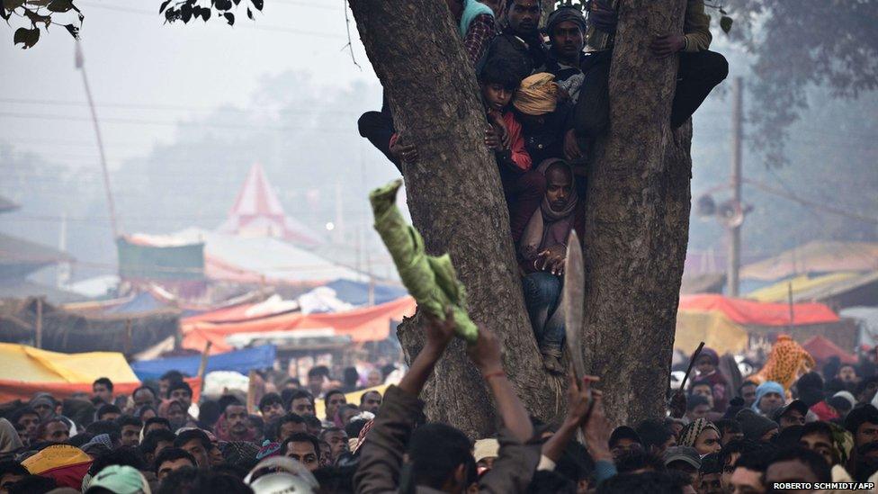 Worshippers climb a tree in Nepal to get a better view of the sacrificing of animals at a Hindu festival