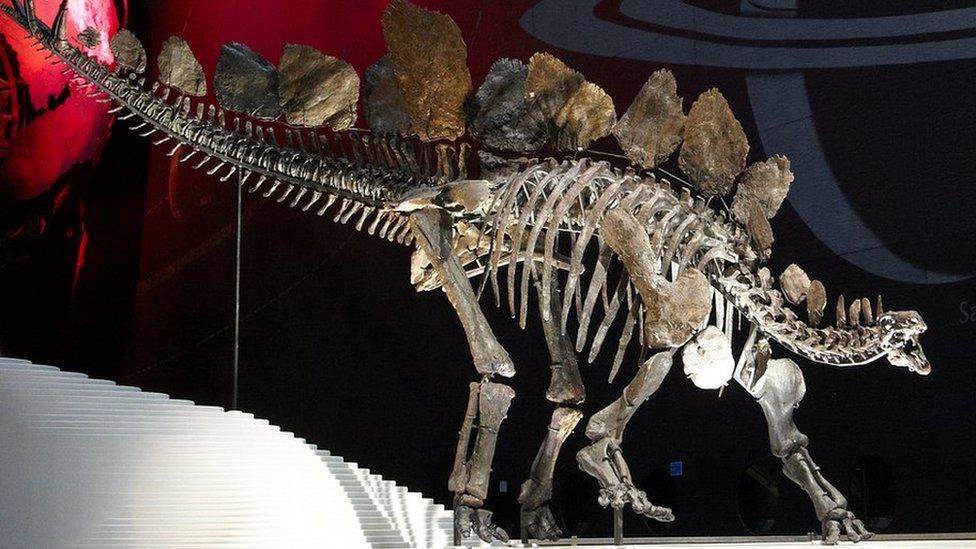 Sophie Stegosaurus Skeleton