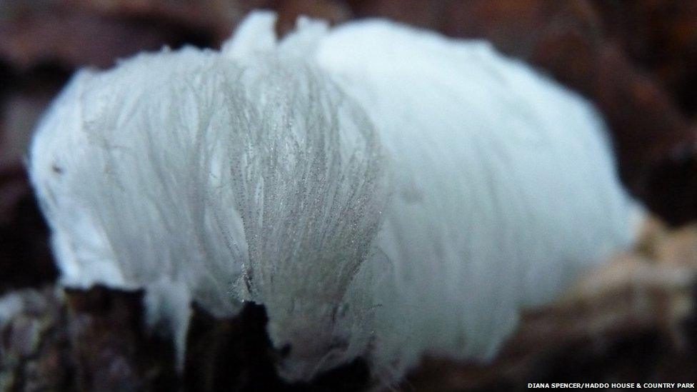 Frost flower at Haddo House