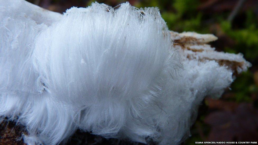 Frost flower at Haddo House