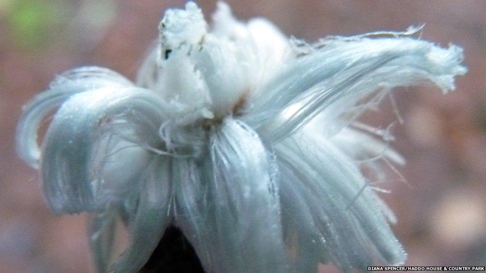 Frost flower at Haddo House