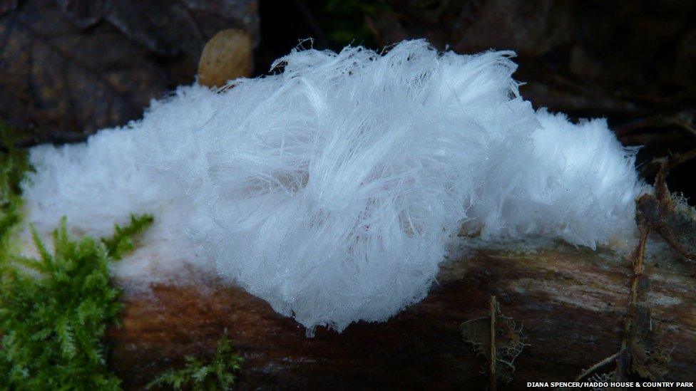 Frost flower at Haddo House