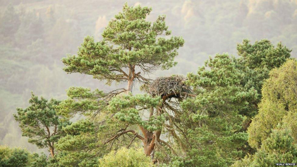 Lady's Tree, Perthshire